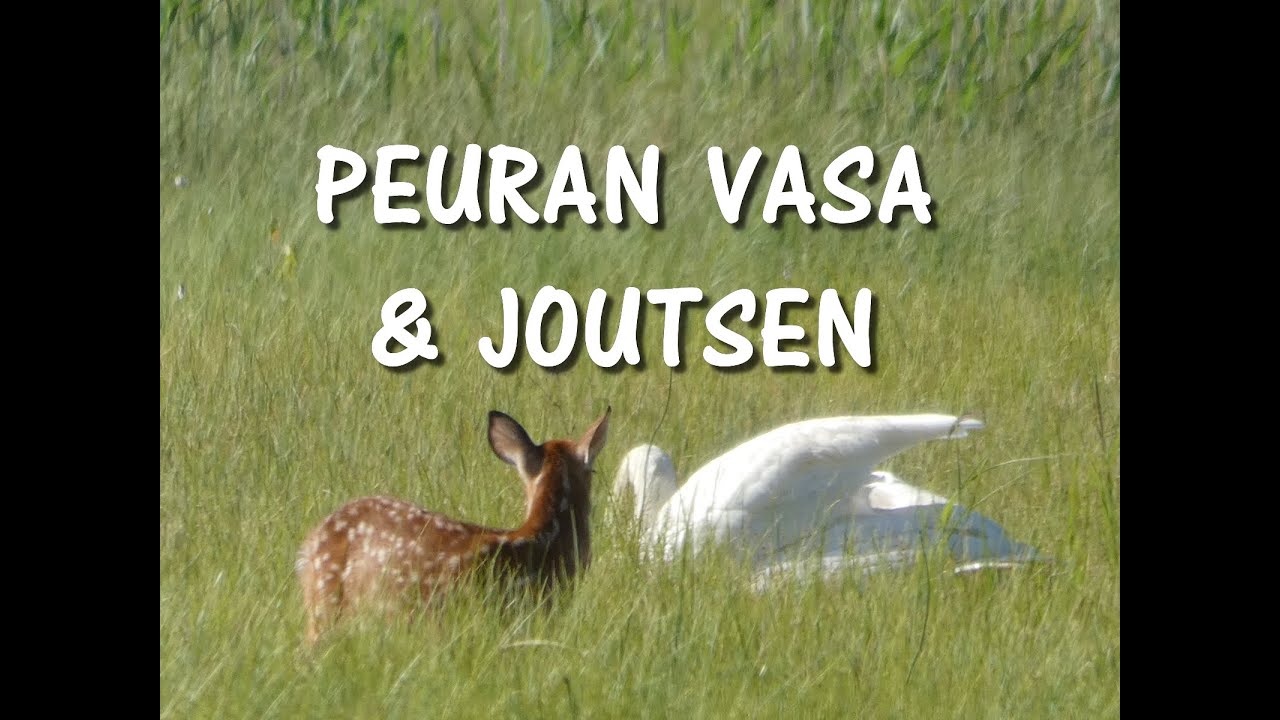 Peuran vasa & joutsen