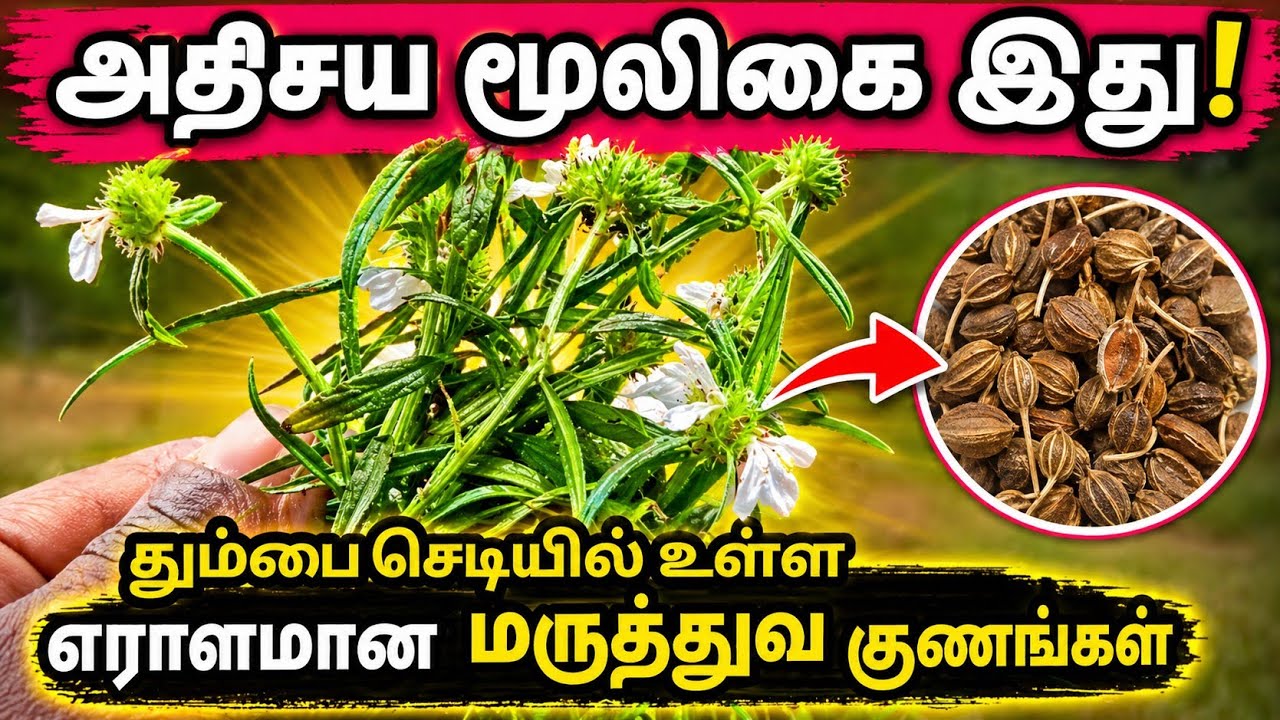 தும்பை செடியின் மருத்துவ பயன்கள்/தும்பை பூ/Thumbai poo/Thumbai poo benefits in tamil