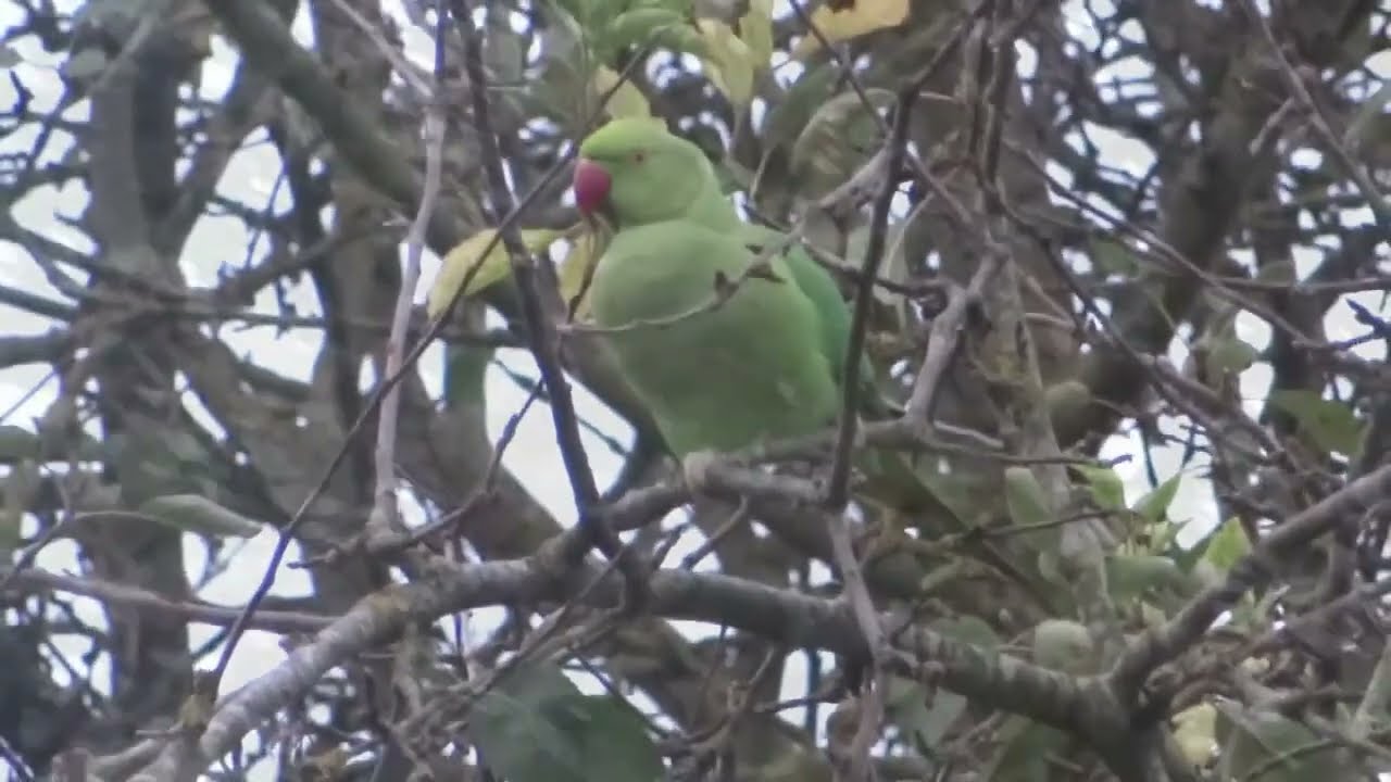 Green Ring-neck Parakeets Feeding At An Apple Tree