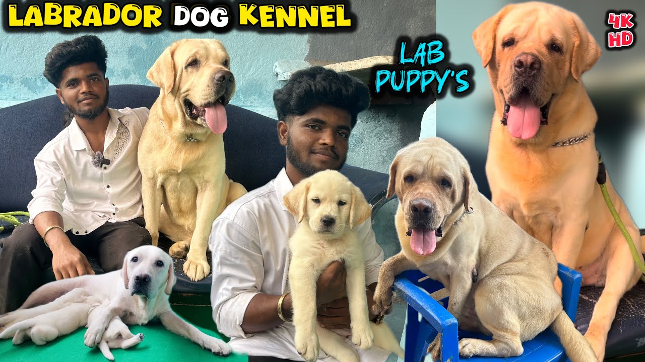 💥Friendly Labrador Dog's | ❤️Dog Kennel Chennai | 🐶Lab Puppies | Puppy's Playing | Dog lovers