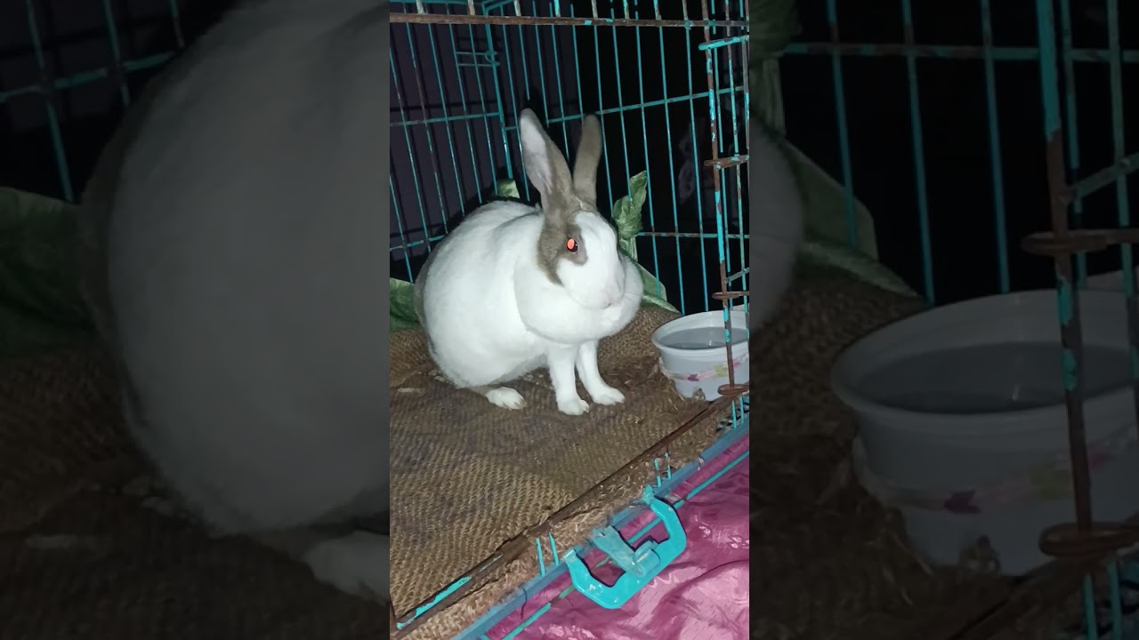 rebbit//bunny 