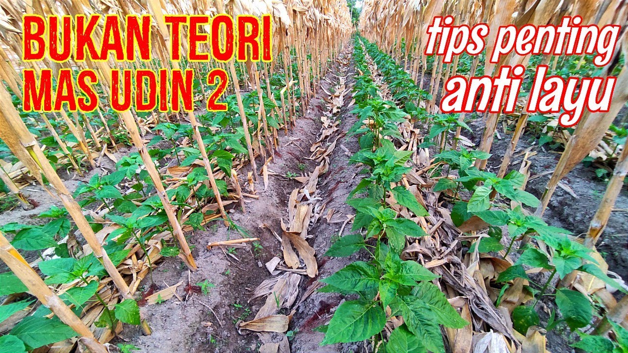 TRIK PENTING!! TUMPANGSARI CABE ANTI LAYU
