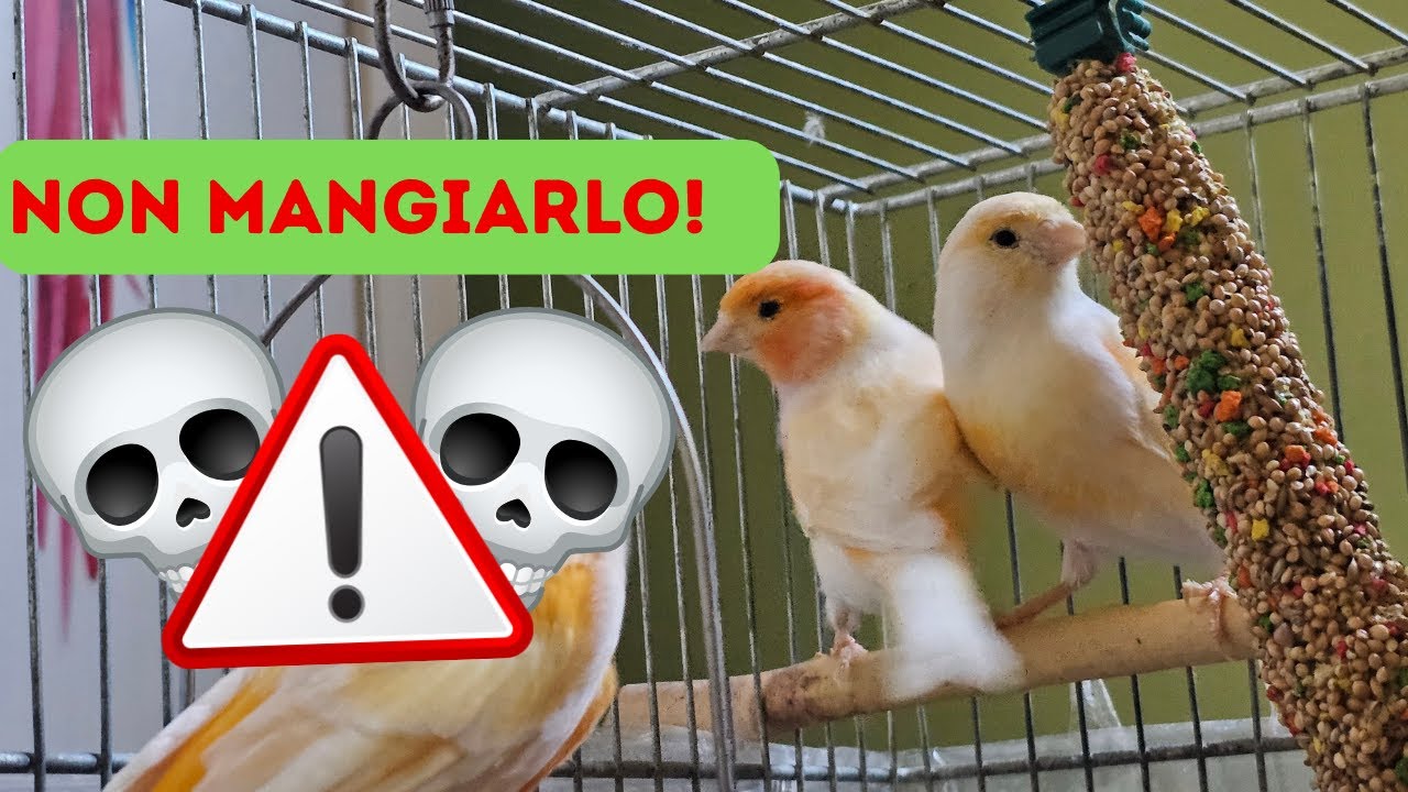 Cibi Pericolosi per i Canarini: Evitali!