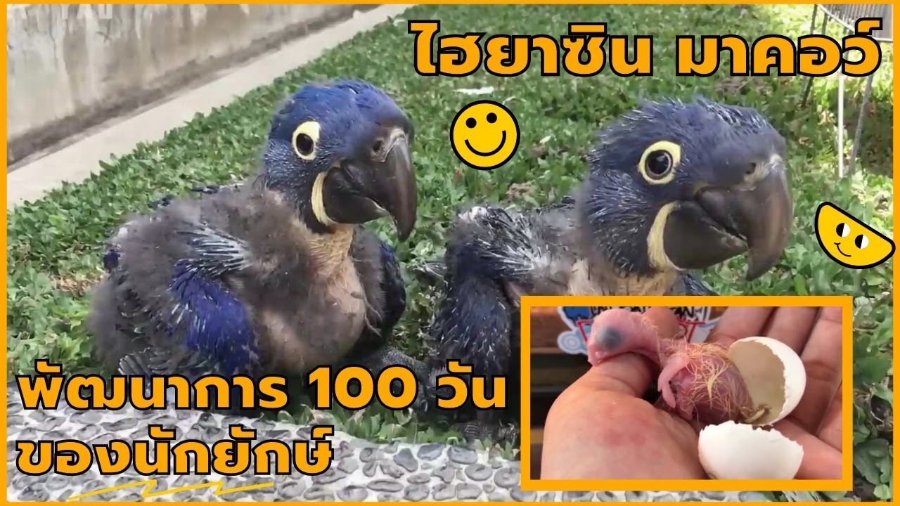 ไฮยาซิน มาคอว์ 100 วันแรก ตั้งแต่ฟักไข่
