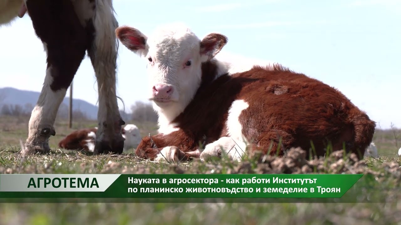 Агротема: Науката в агросектора - как работи Институтът по планинско животновъдство и земеделие...