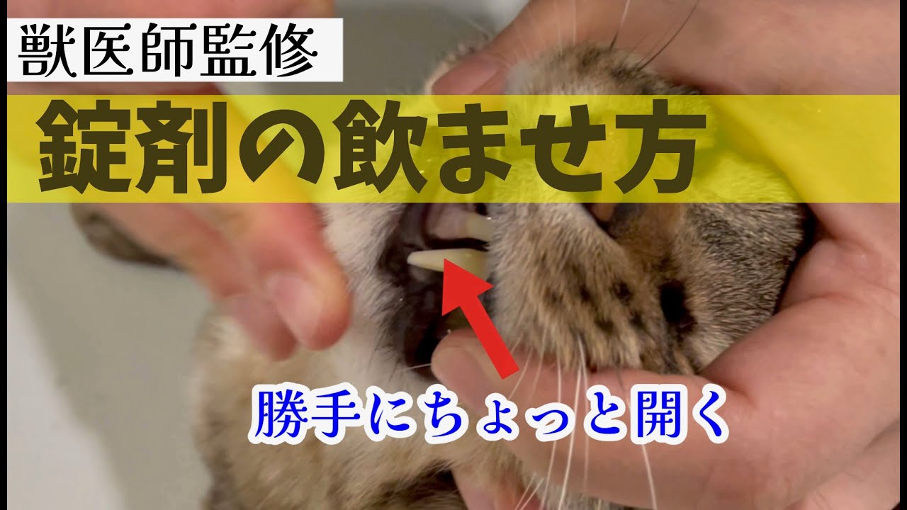 【犬猫共通】錠剤の飲ませ方〜ホールインワン法