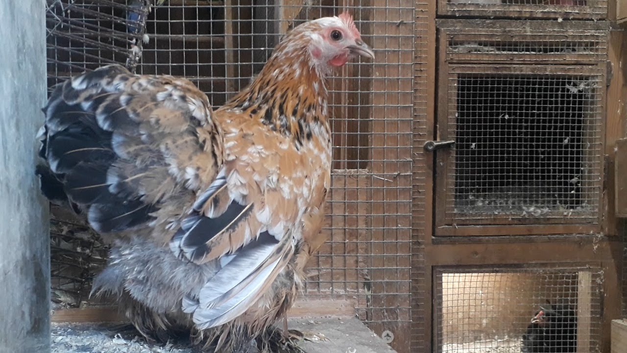 The Millefleur Pekin Bantam Variety - a beautiful small chicken
