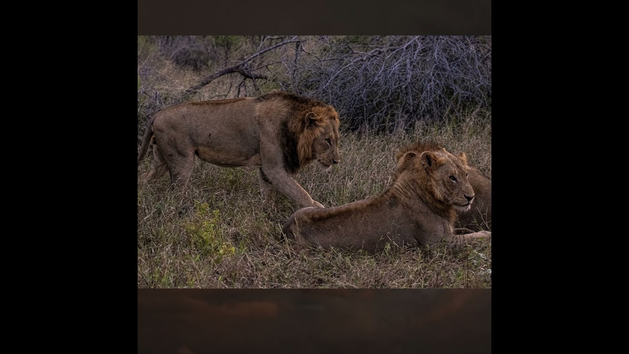 Lions Brothers