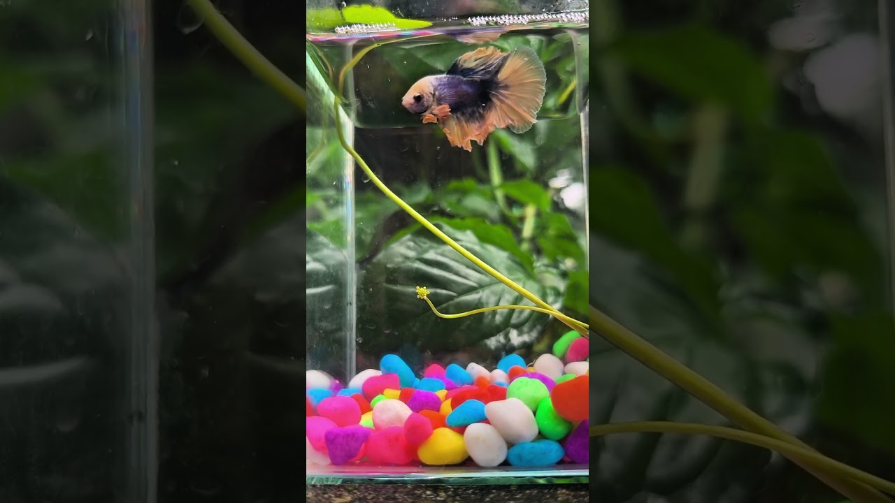 #aquariumtherapy  #relaxingfish  #sleepwithfish  #calmaquarium  #fishrelaxation  #sleeptherapy