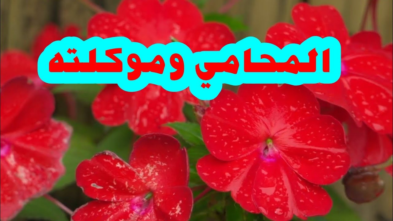 المحامى وموكلته ⁉️⁉️⁉️