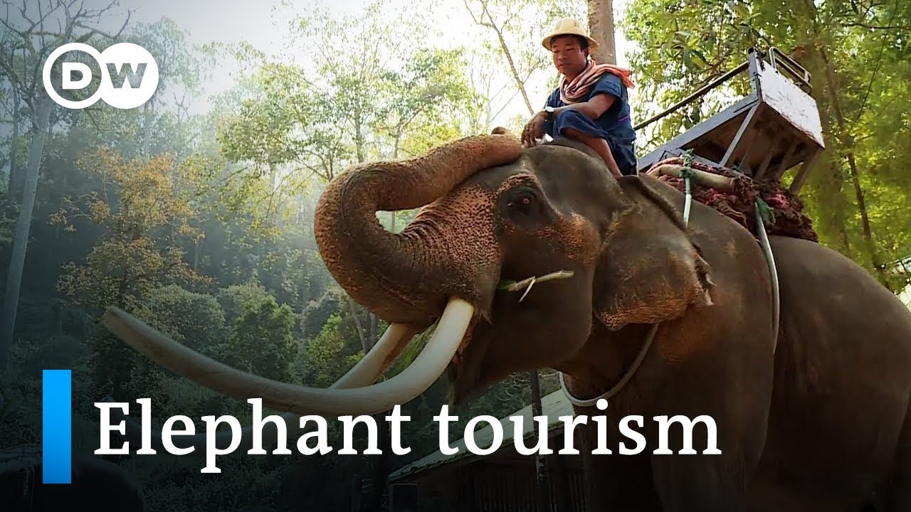 Elephant rides in Thailand: Fun or cruel? | DW Documentary