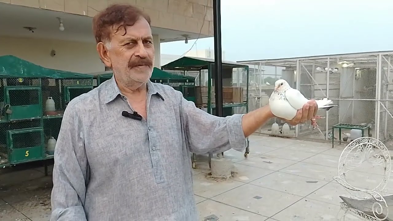 USTAD GOGI KHAN KI HANS RAJ BREED