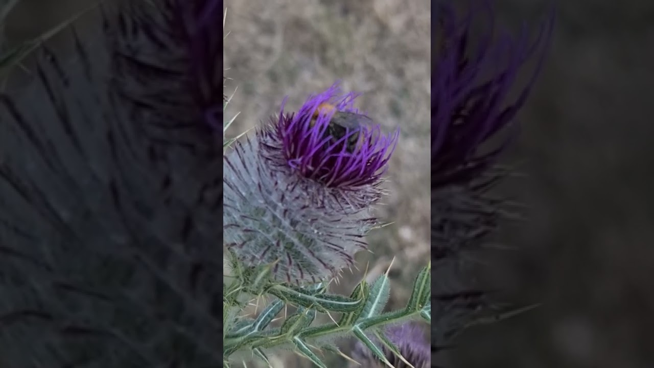 Busy Summer Bee on Thistle