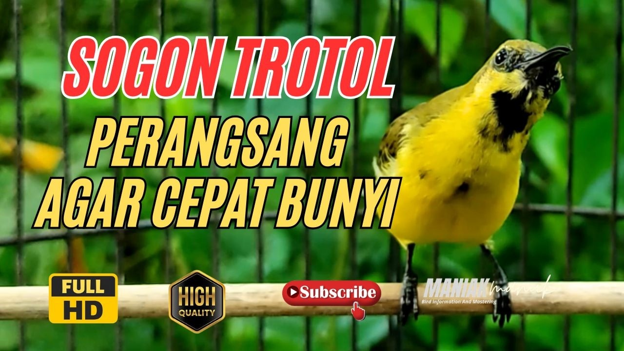SOGON TROTOL GACOR NGLEPER PANCINGAN SOGON IJOAN AGAR BUNYI #64