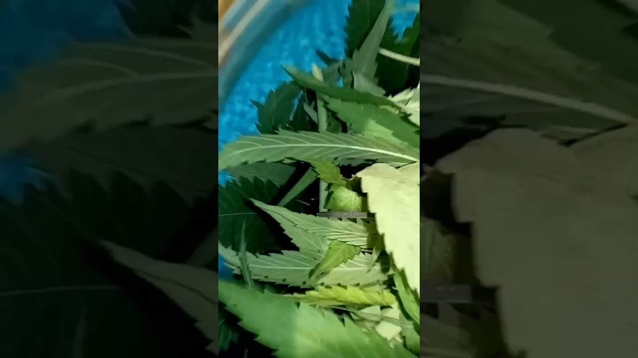 rem&eacute;dio feito com folhas de maconha .. cannabis brasil