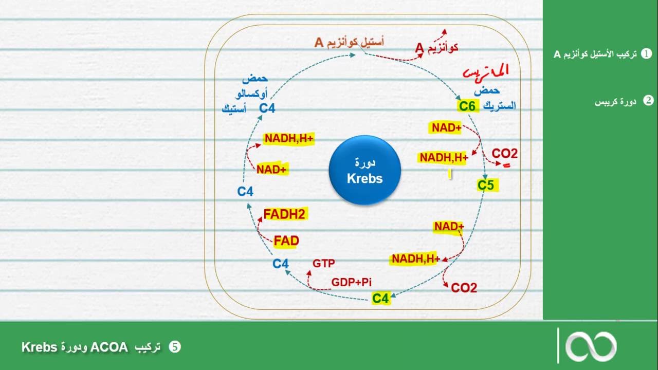 الثانية باك علوم الحياة و الارض | تركيب الأستيل كوأنزيمA ودورة كريبس