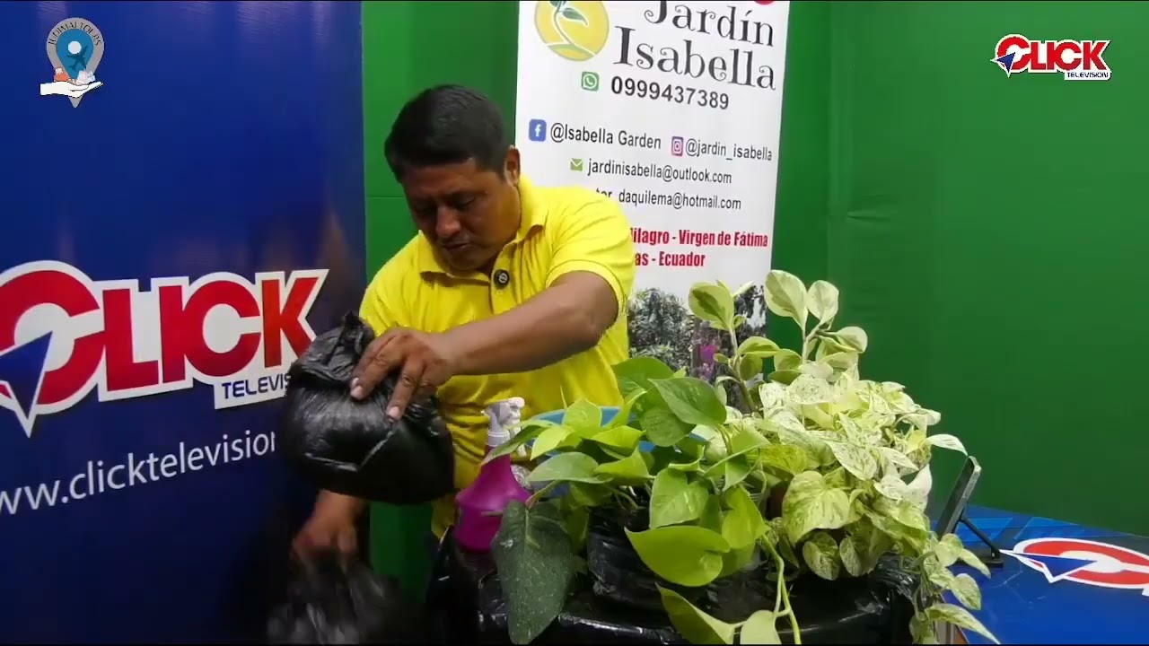 Taller del Cuidado de las Plantas, Tema: Planta Pothos, sustrato, prevención de plagas, reproducción