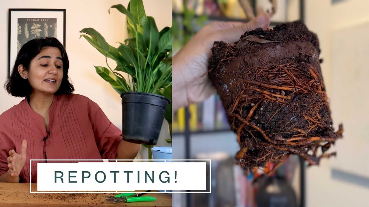 Moving to a New Pot the Right Way! Garden Up Basics | Ep. 13