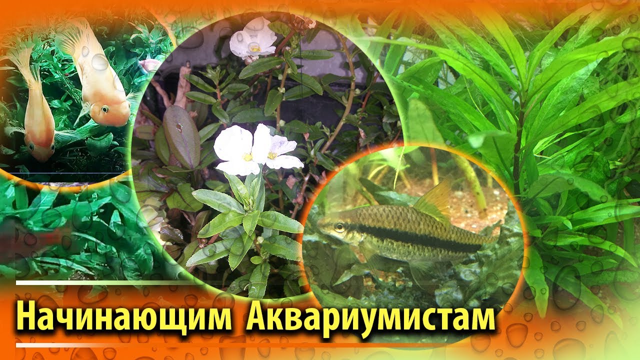 Советы начинающим аквариумистам
