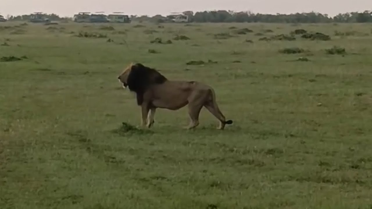 Black Rock Males Olobor & Oloshipa vs Salas Male Lions | Lion Warfare