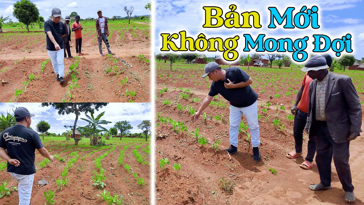 Đông Paulo || Sao Lại Lên Chậm Như Thế Này! Bản Mới Đã Có Tiến Triển Nhưng Không Như Mong Đợi!