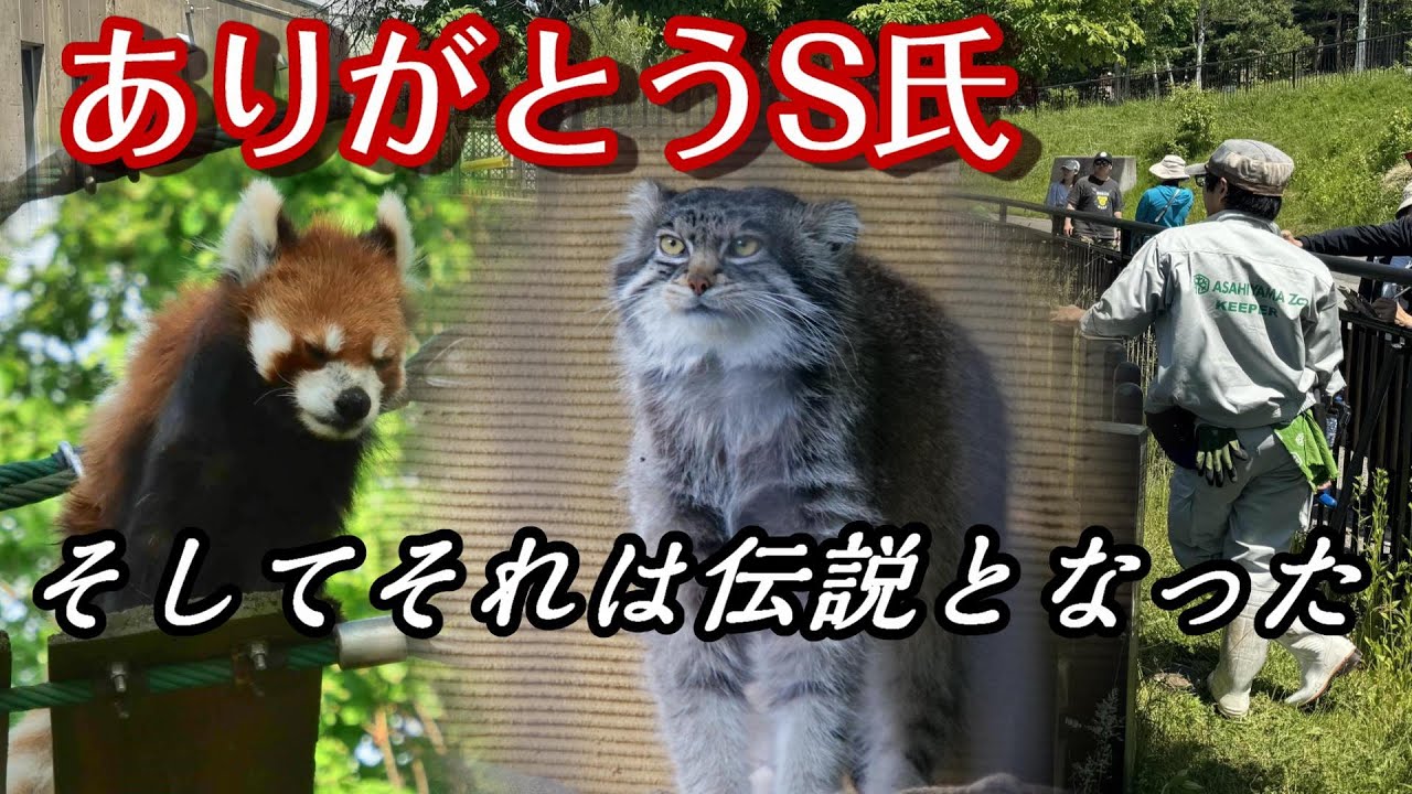 ありがとうS氏✨Grusha♂との思い出🐾