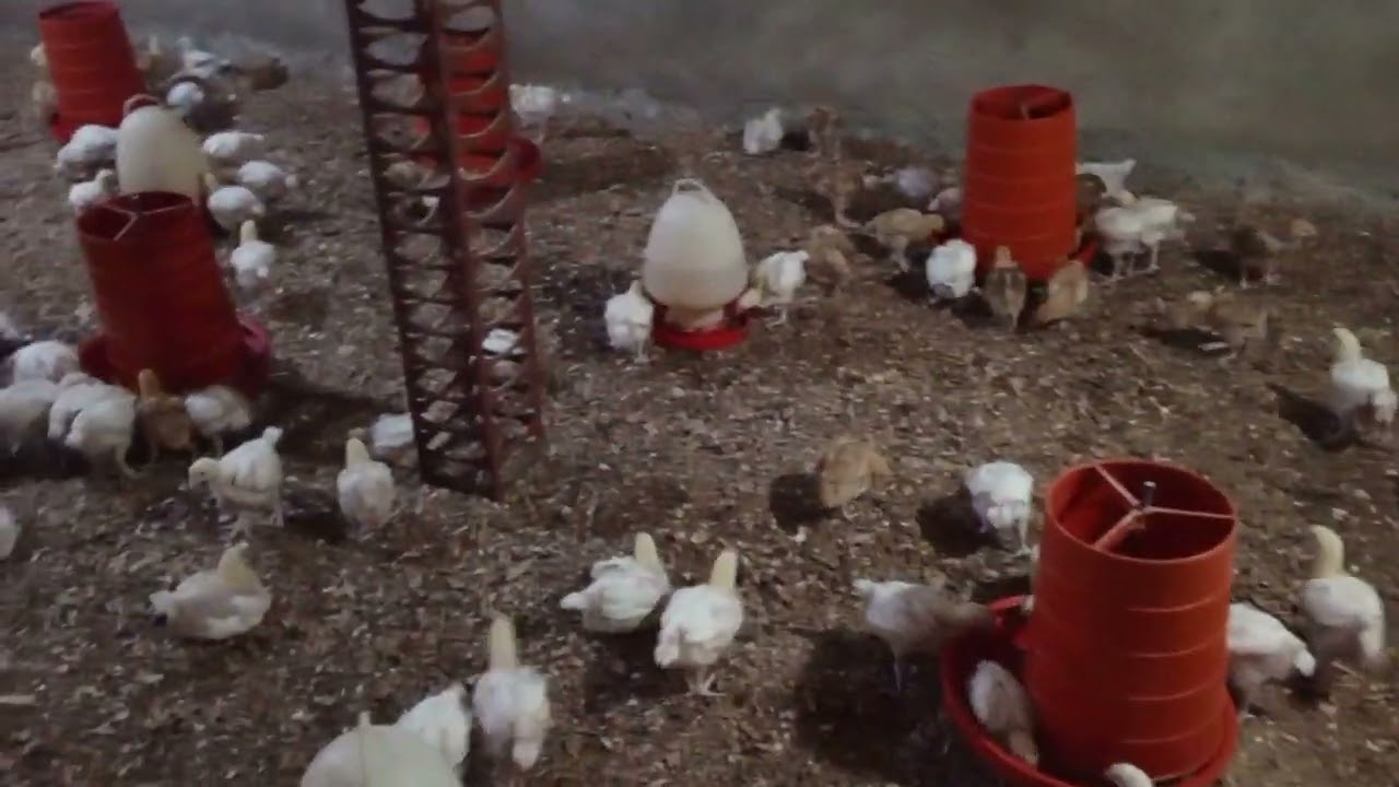 SEASON 1 EPISODE 5: BROILERS FARMING 