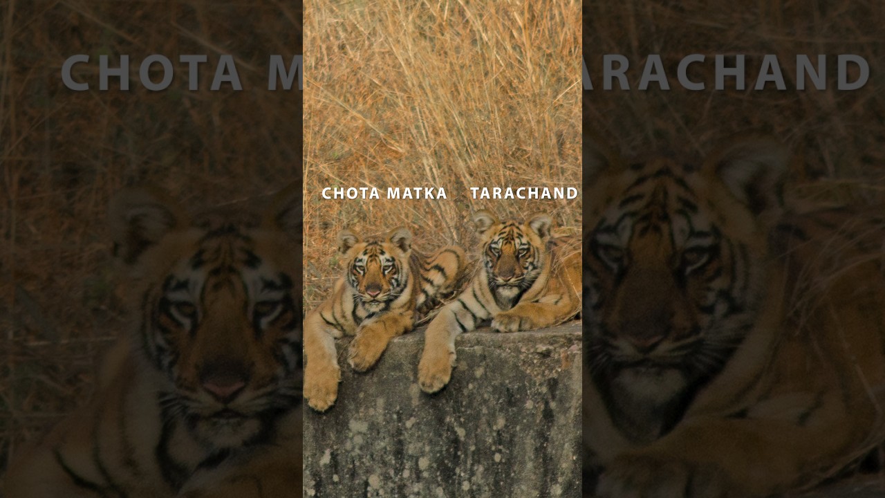 🐯Story of Chota Matka | Tadoba Tiger Reserve | Part-1