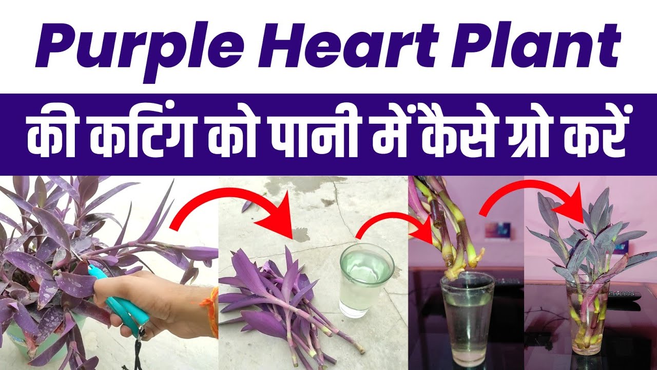Propagate Purple heart in Water | पर्पल हर्ट के पौधे को पानी में कैसे उगाये | Purple heart cuttting