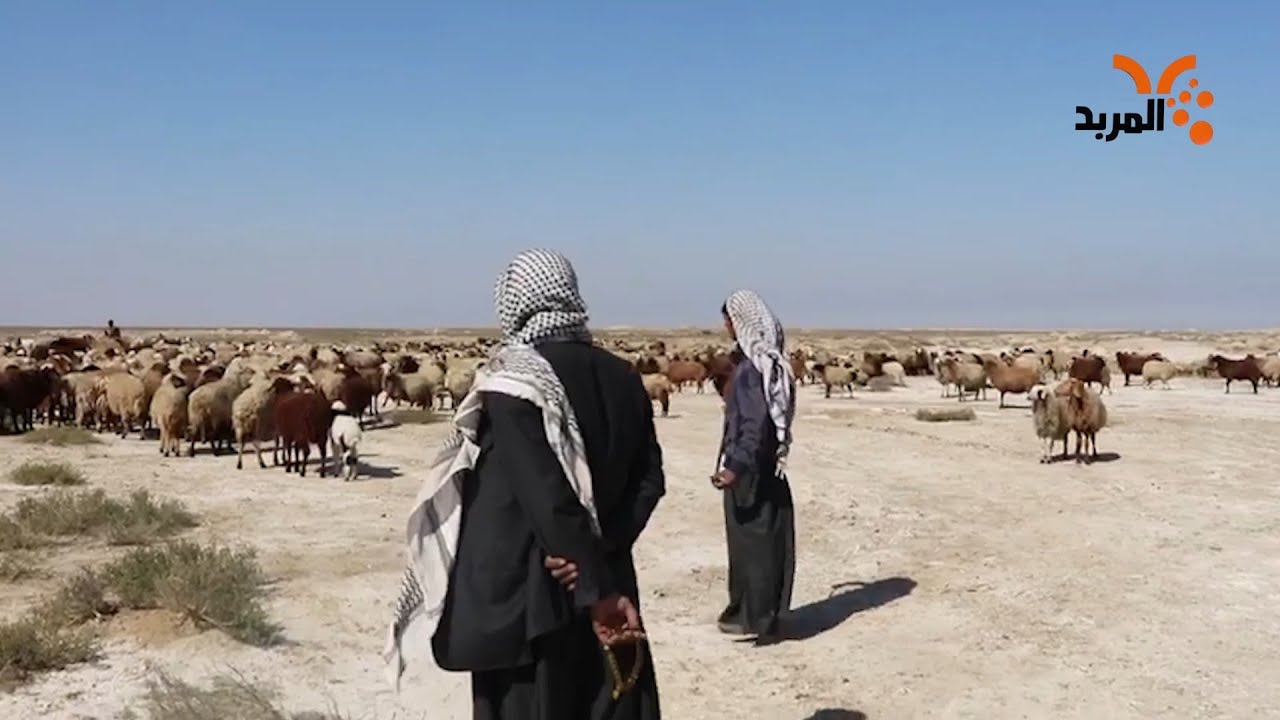 رعاة الاغنام:  شركات النفط تمنعنا من الرعي في الصحراء! #المربد