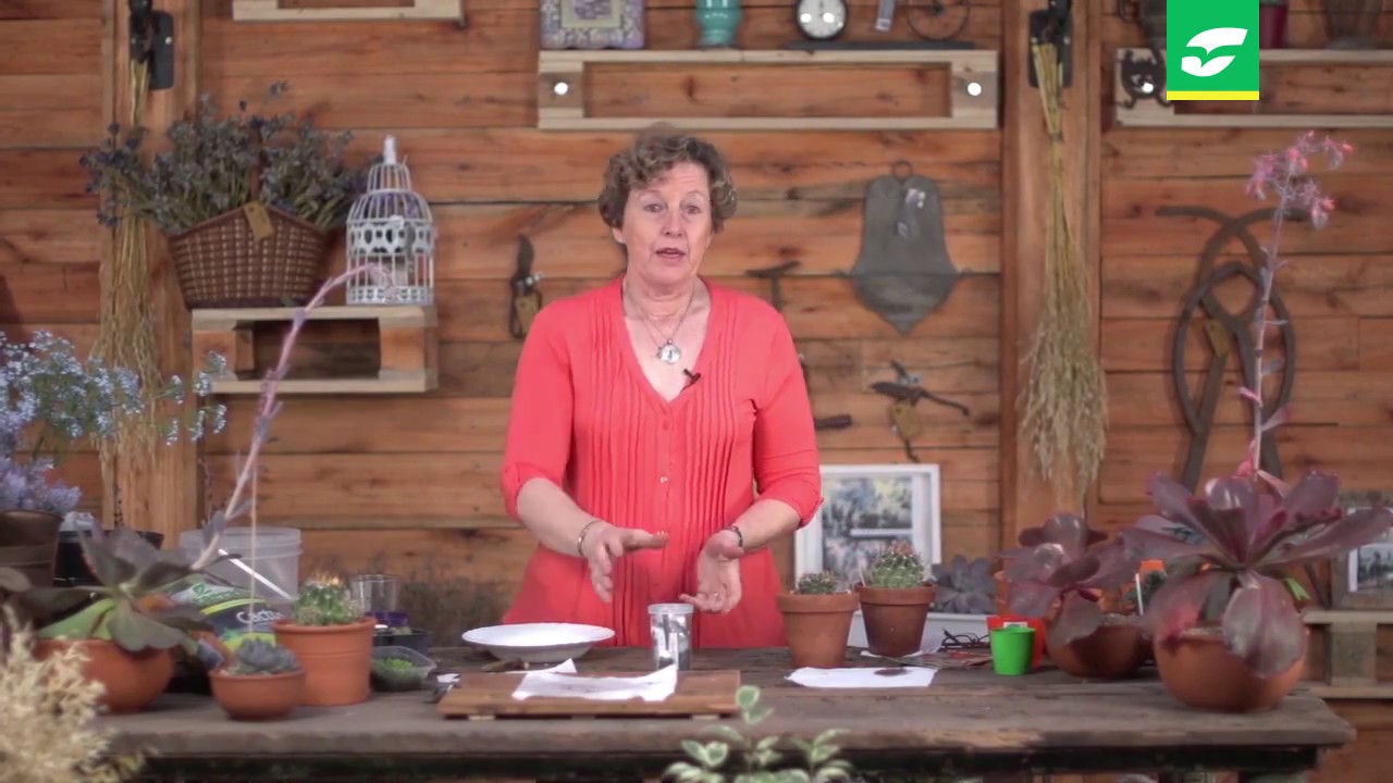 Cómo hacer Semillas de Cactus y Crasas