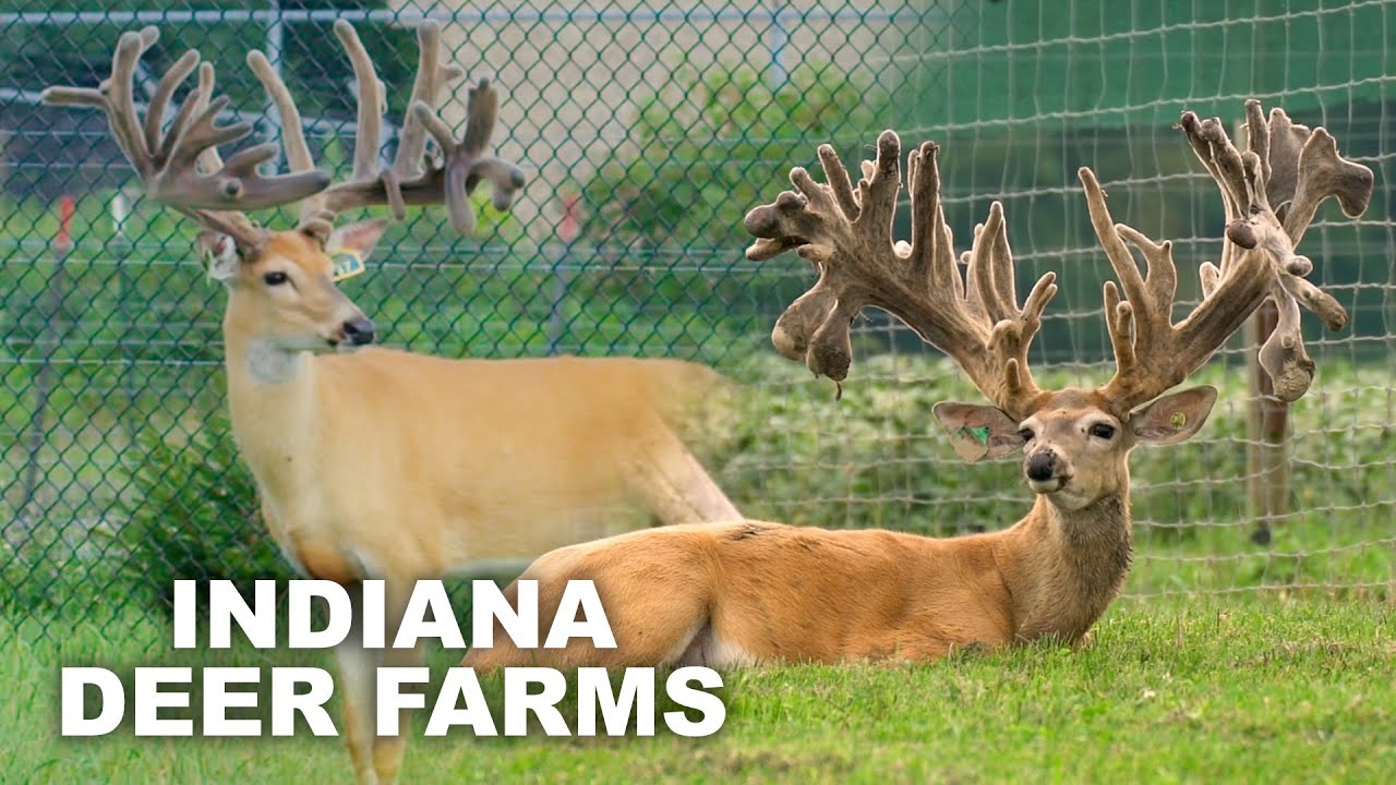 Amish Country Deer Blowout