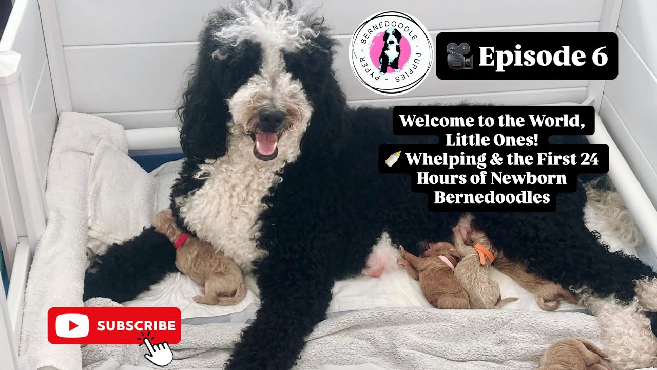 Whelping Bernedoodle Puppies | Step-by-Step Guide from Labor to Newborns (Pyper's Journey)