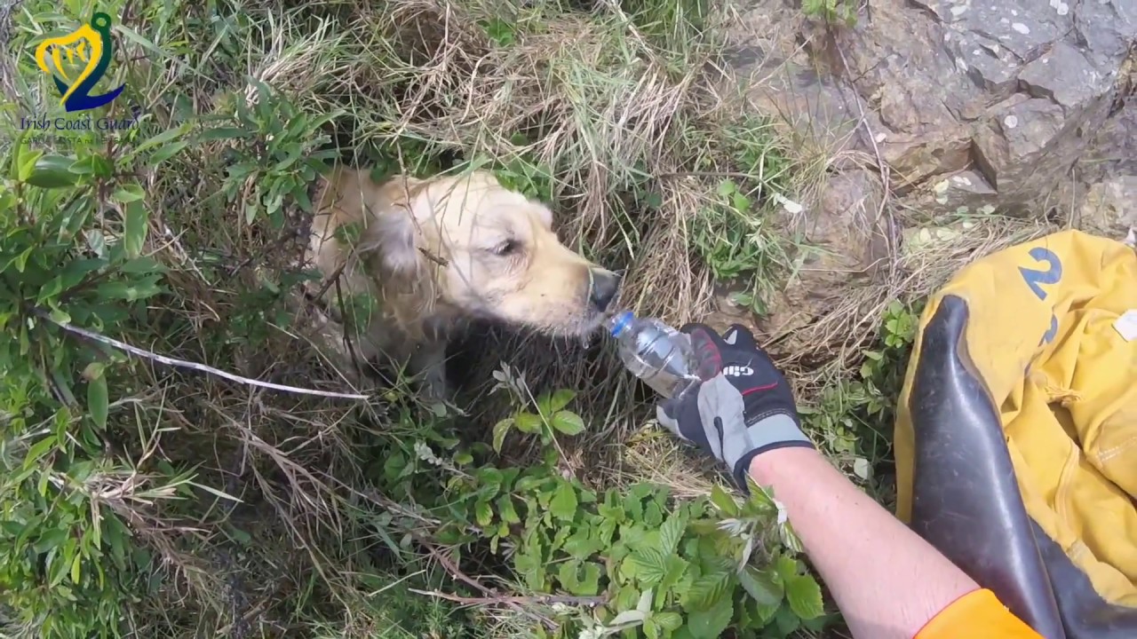 Dog Cliff Rescue - Irish Coast Guard Howth Unit