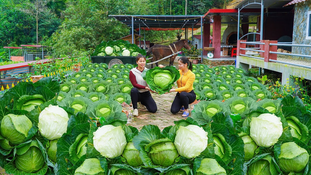 Harvesting Ly Phuc Vy's Cabbage Garden, Use Horse Carts to Carry Cabbage Go To Sell | Ly Tieu Toan