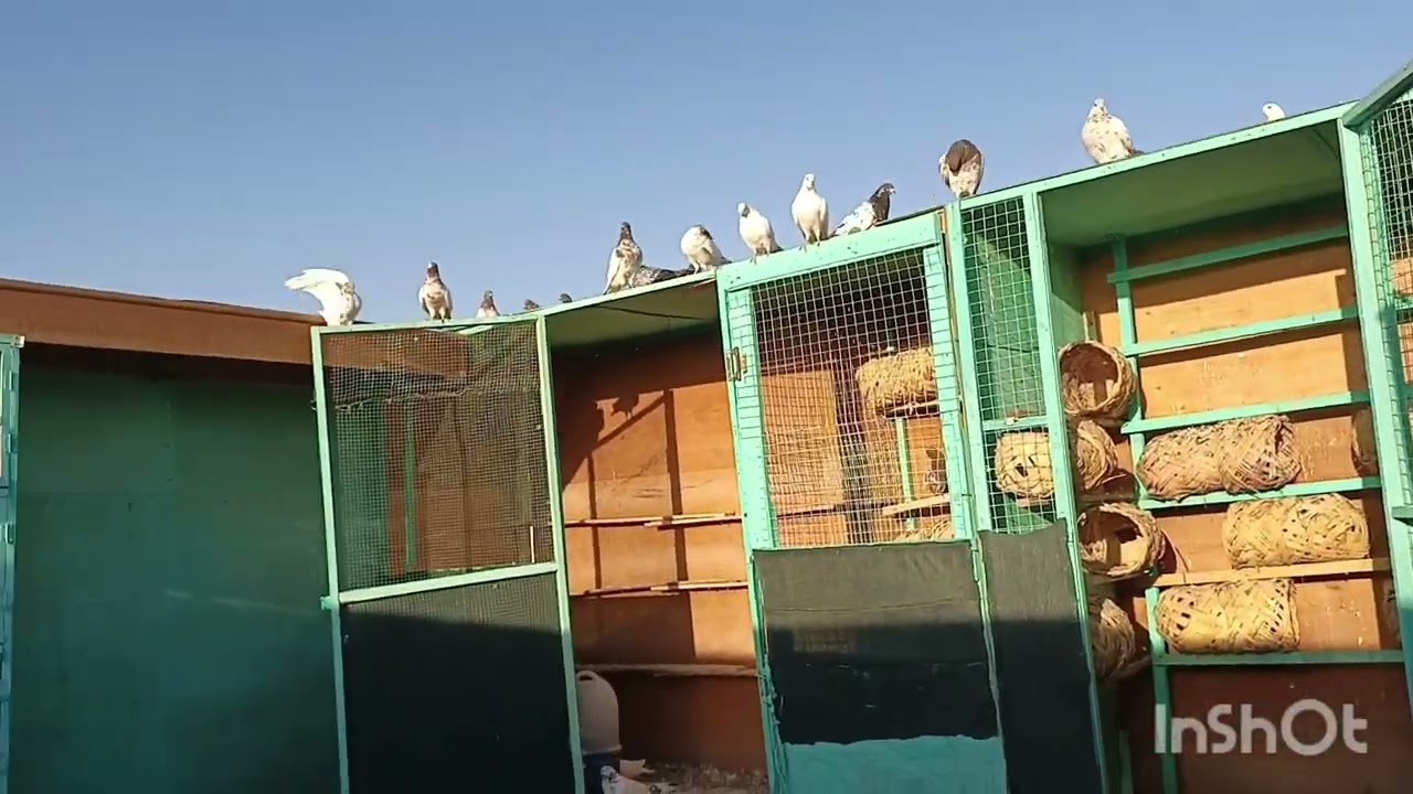صيد اليوم فحل رماني درجه اولى و طيره شذريه عيون سود 