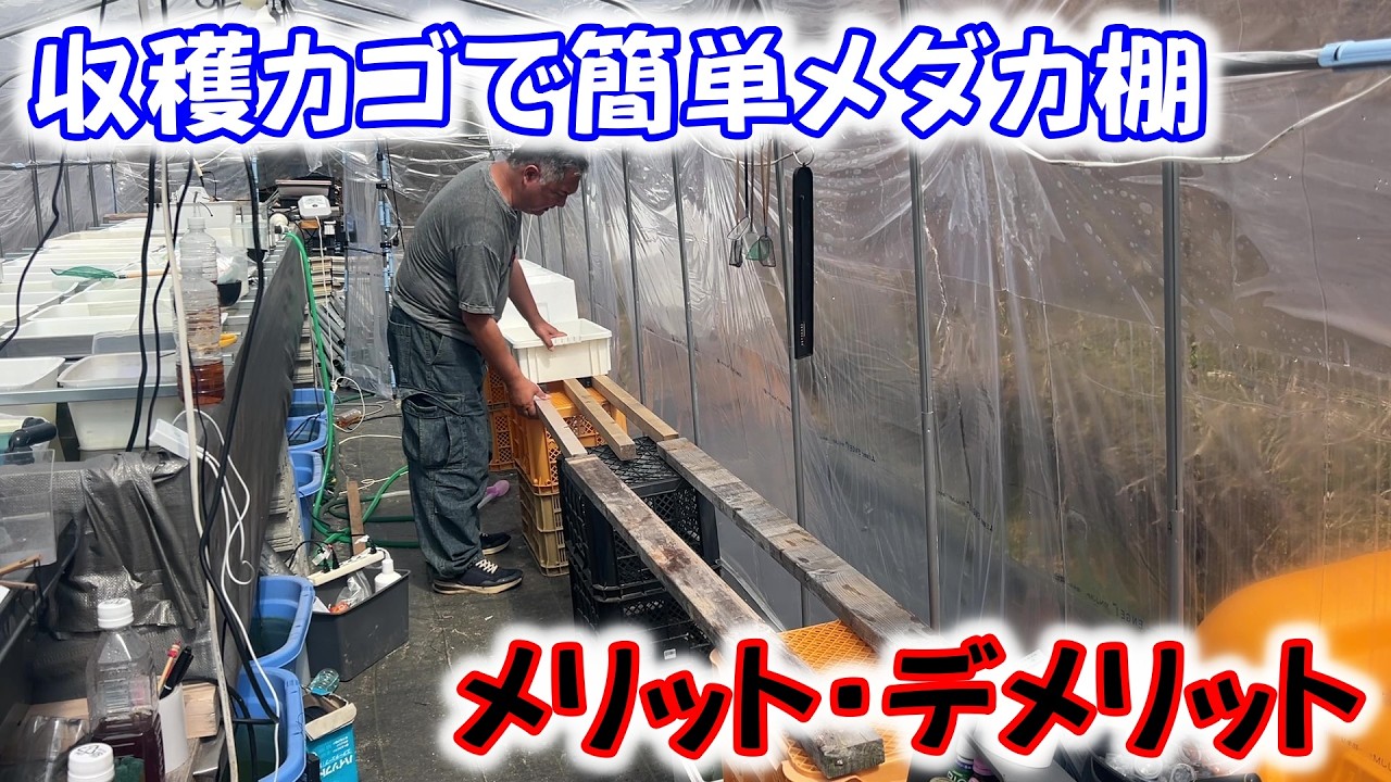 【めだか】メダカ棚を作って春からのメダ活の準備をしよう！Ｂ型おやじ　2026年　3月　21日　投稿