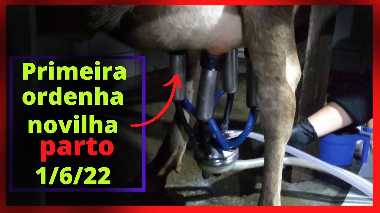 Primeira ordenha novilha ,parto 1/6/22.