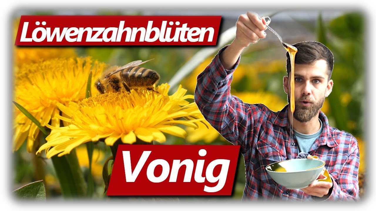 L&ouml;wenzahnbl&uuml;ten Vonig machen, kein Honig! | Sirup Anleitung Schritt f&uuml;r Schritt und Verkostung
