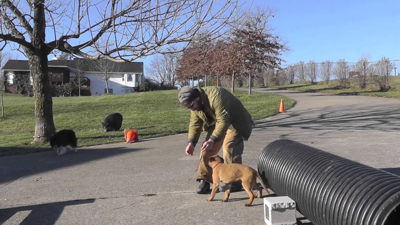 Malinois Puppy Training Lesson Eight