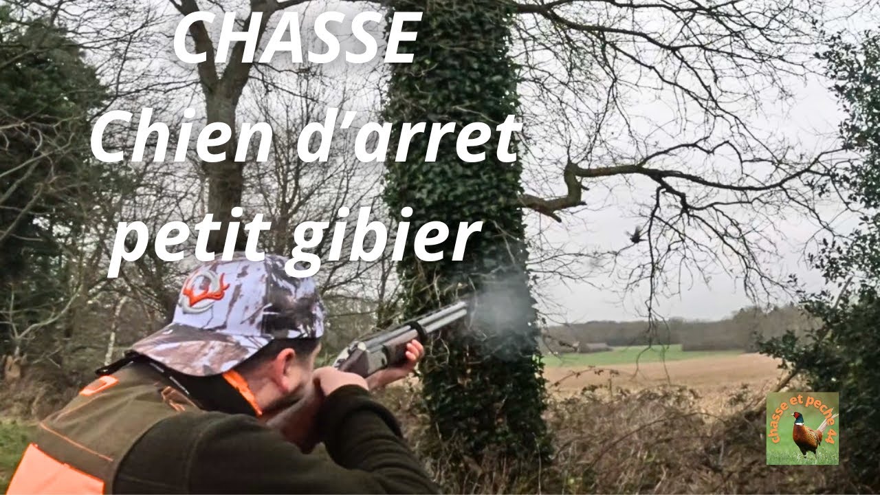 CHASSE petit gibier chien d'arret shotkam (perdrix faisan 2026)