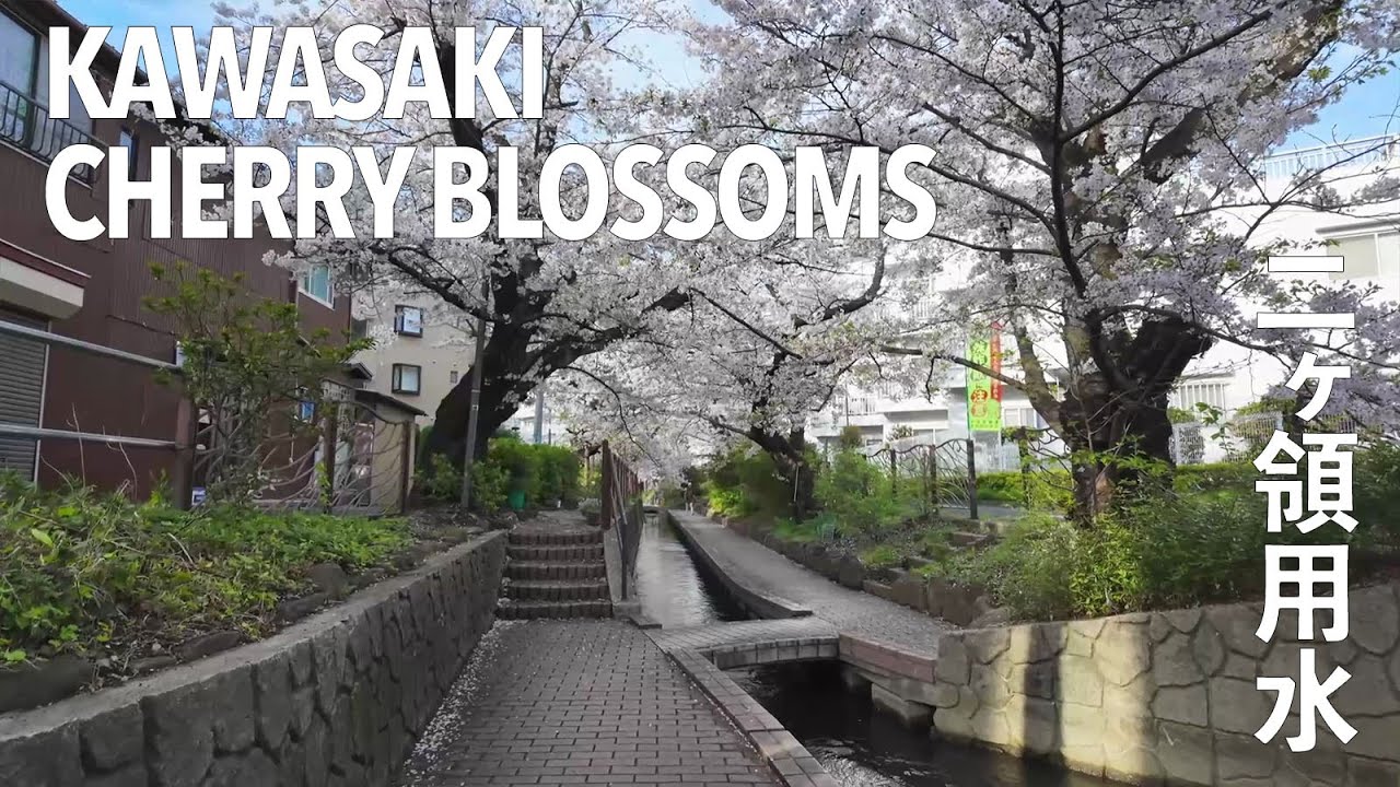 A Relaxing Walk Along Full Bloom Sakura | Kawasaki River Cherry Blossoms in Spring 🌸🚶‍♀️