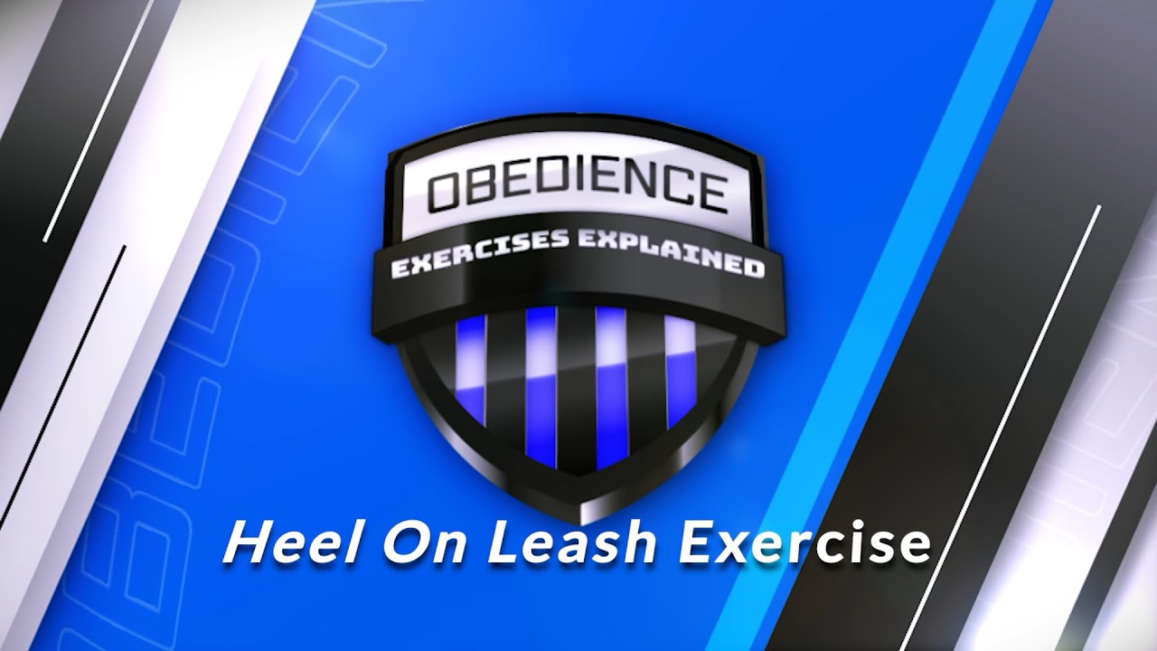 Heel On Leash Exercise