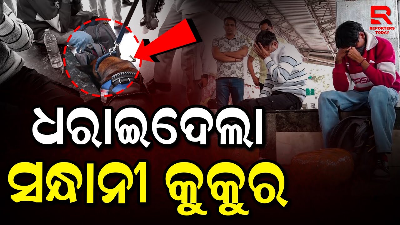 ଷ୍ଟେସନରେ ଗଞ୍ଜେଇ ଚାଲାଣ ବେଳେ ମାଡିବସିଲା ଆରପିଏଫ || Ganja Seized By RPF At Bhubaneswar Railway Station