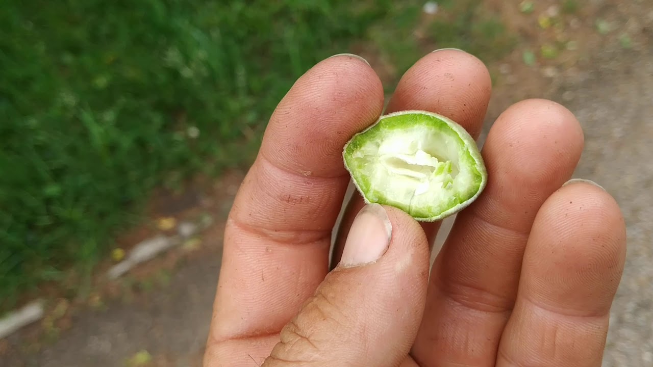Unripe Almonds (Prunus dulcis var dulcis cv alba) can be eaten like a fruit