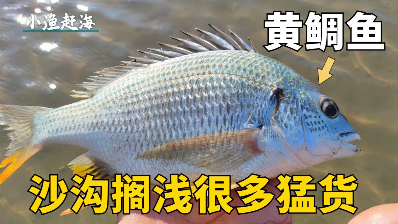 清晨大干潮，大沙溝擱淺很多海鮮猛貨，黃鯛魚抓到爽是【小漁趕海v】