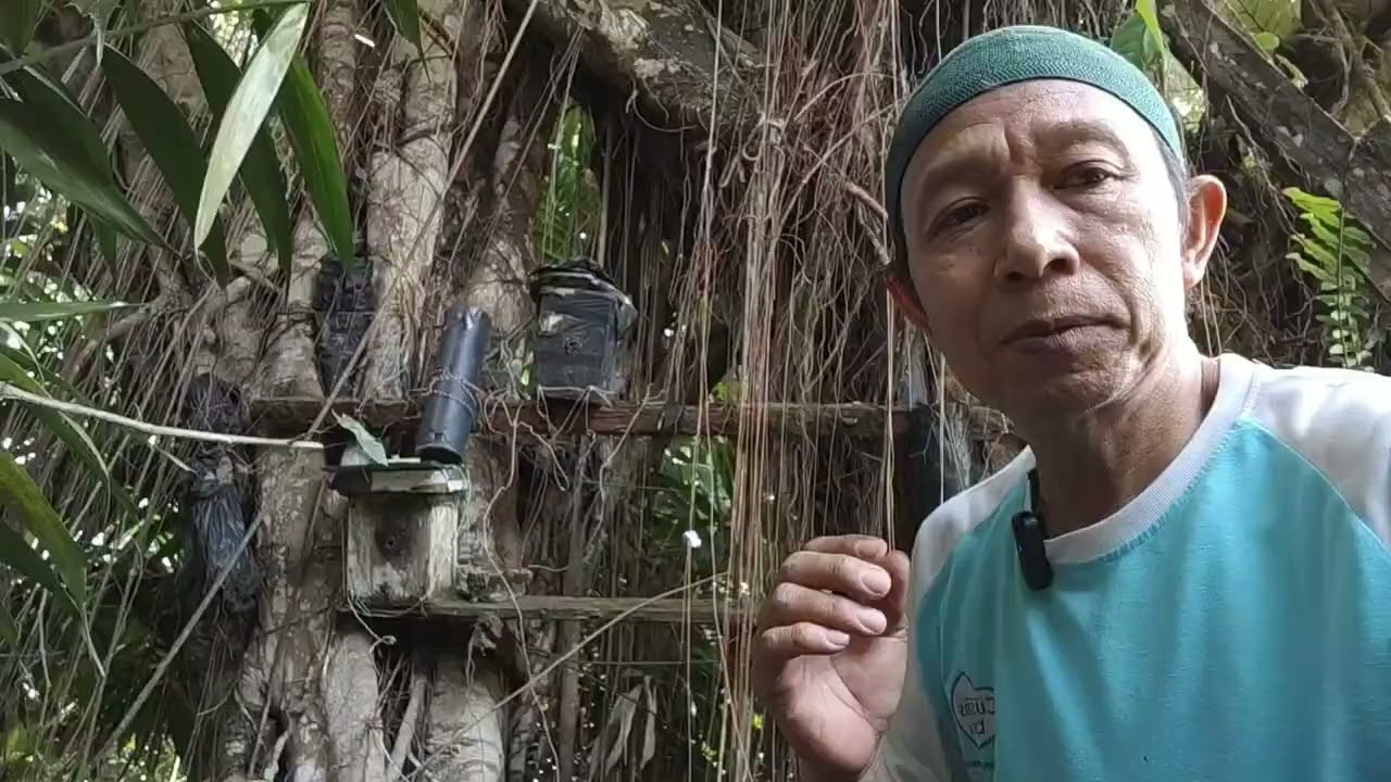 Memantau koloni tetragonula lavicep dalam kotak jebakan#rumahkelulut#balikpapan 