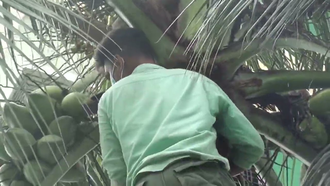 নারিকেল গাছের পরিচর্যা করলাম এবং ঔষধ দিলাম