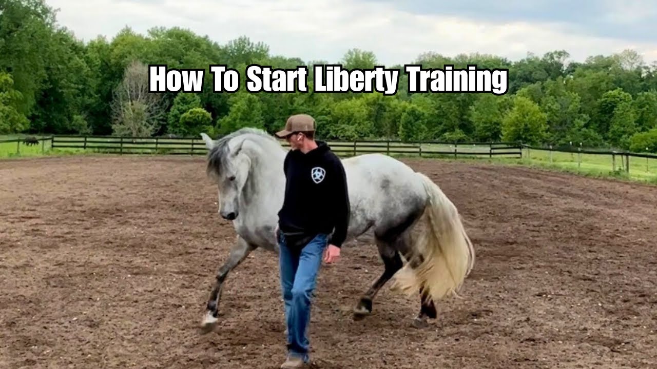How To Start Liberty Training With Your Horse
