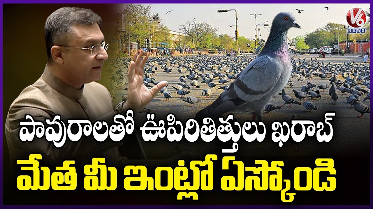 Lungs Damaged With Pigeons : MLA Akbaruddin Owaisi About Feeding Pigeons On Road | V6 News